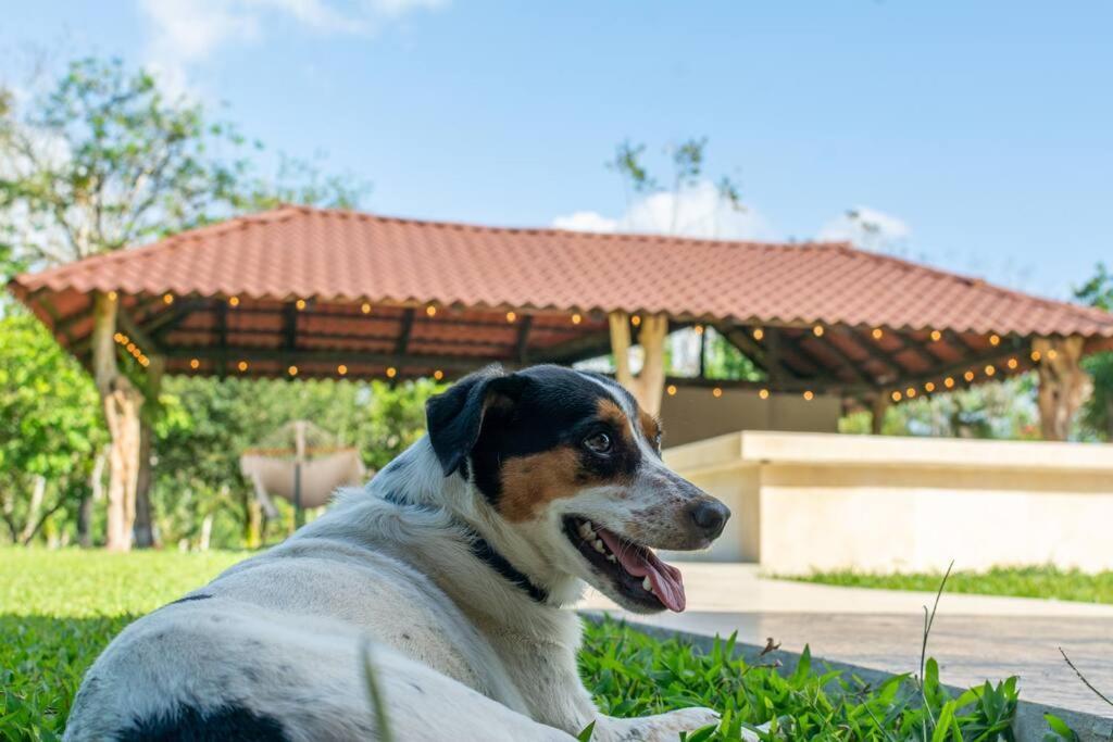 Casa Roble Fortuna La Fortuna Extérieur photo
